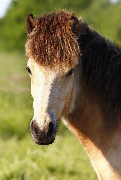 David von Heidmoor a.jpg